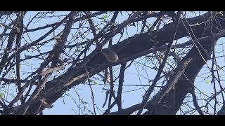 A Ruby Crowned Kinglet in Full Song! ~ Displays his red crown!