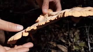 Big Island Hawaii Mushroom Foraging | Chicken Of the Woods