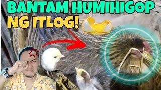 BANTAM NA HUMIHIGOP NG ITLOG | TRAINING AND MANAGEMENT