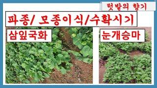텃밭작물/산나물(눈개승마/삼잎국화)