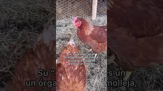 COSAS QUE NO SABÍAS SOBRE LAS GALLINAS - Lauvet #shortvideo #shorts #farm #animalslover