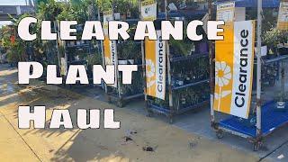 Lowe's Clearance Shopping House Plant Haul Care Tips Big Box Indoor Plant Haul