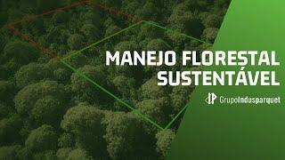 Manejo Florestal Sustentável | Grupo Indusparquet