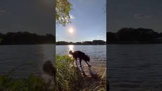 Just a nice peaceful video of calm, flowing water and Tyson ripping apart a stick.