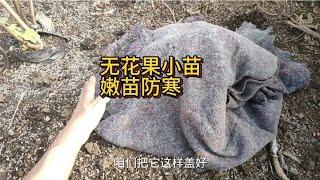 无花果小苗嫩苗如何防寒过冬？2种方法都可以，重点学会第二种！