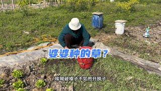 婆婆在上海种菜，这一地的草，到底是什么原因呢？怪我干啥？ #种菜 #播种