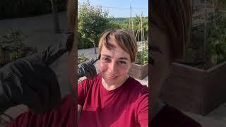 GARDEN UPDATE JUNE 2025 - Homemade by Benedetta