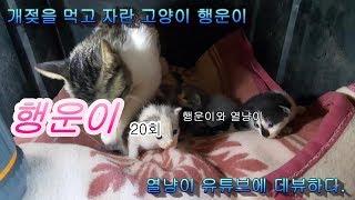 (Cat Story)개젖을 먹고 자란 고양이 행운이 20회 글빵^^