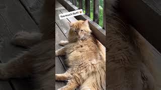 Fluffy baby!  #cat #explore #kitten #cute #pets #fyp #youtube #short