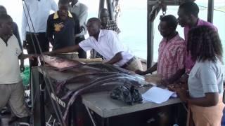 Journey to Uganda and Kenya. Part 1: Lake Victoria - Nile perch & Clarias