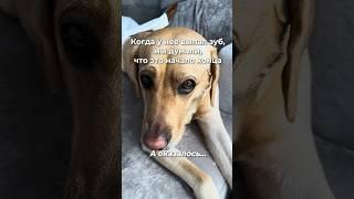 Думала — старость, а это молочный зуб. С тех пор — витамины #163687757 каждый день.