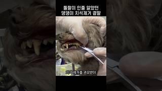 "그거 이빨 아니에요?.." 댕댕이 치석제거 지켜보던 주인이 깜놀한 까닭