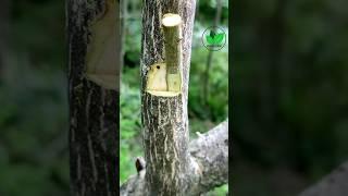 New grafting techniques pomegranate fruit plants grafting best method 5 #fyp #grafting #satisfying