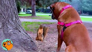 Lonely Boxer Didn’t Like Anyone, Until Squirrels Changed Everything | Cuddle Buddies