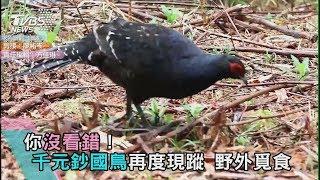 你沒看錯！千元鈔國鳥再度現蹤　野外覓食