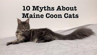 10 Myths About Maine Coon Cats