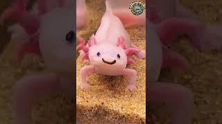  Axolotl Care 101: DO THIS First! 