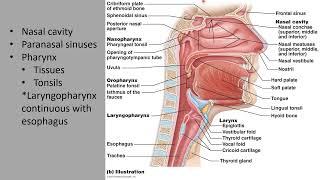 Respiratory Part 1: Respiratory Anatomy Basics