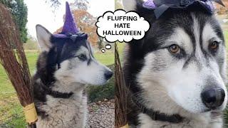 This Husky Takes Halloween Very Seriously 