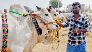 pebbair bulls market-pebbair Cattles market-ongole cattles prices-ox videos-oxen prices-ox market-ox