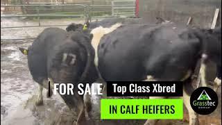 Xbred In Calf Heifers