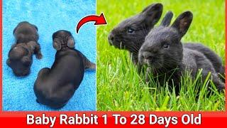 Cute Rabbit - 1 To 28 Days Old | The Cutest Baby Rabbits Grow Up