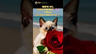 해변의 시루, 장미를 선물 받다 Siru at the Beach: A Rose for the Cutest Cat ビーチのシルにバラの贈り物 #cat #고양이 #kitten