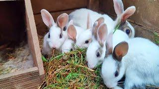 Cute Rabbit  - Cutest baby bunny rabbit eating Time