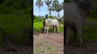 #Cows #plowing #Farm #farmers  #video #4k #wow #plow #cow #videos