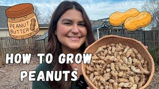 I grew PEANUTS in my backyard and made peanut butter! | How to grow peanuts