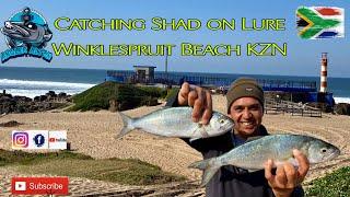 Catching Shad on Lure at  Winklespruit Beach - Fishing in Durban KZN