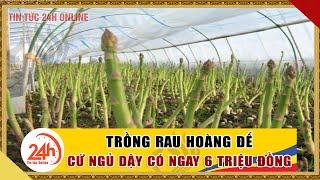 Xu hướng làm giàu từ nông thôn | Mô hình Trồng rau Hoàng đế  kiếm 6 triệu đồng/ ngày | TT24h