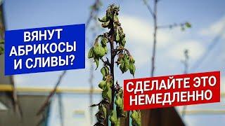 Вянут абрикосы и сливы? Сделайте это немедленно