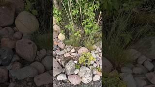 Сад с нуля 🪴 часть 2 #аннажаки #карелия #дача #макжак