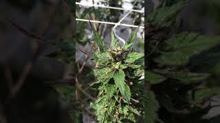 Purple Pineapple from Jamaica grown in Ontario Canada Update video Sept 29/20