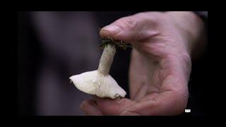 The Conservation Volunteers - Fungi Exploration