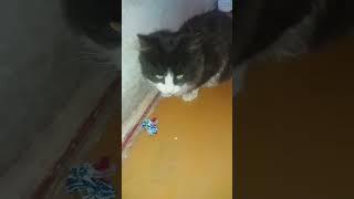 #животные #ферма #котята #озеро #кошки #
