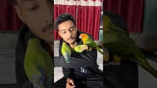 Birds training process  / tame parrot #birds #lovebirds #shortsfeed #pets #minivlog