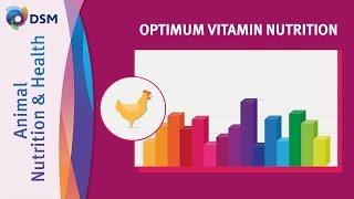 Optimum Vitamin Nutrition (OVN™) by DSM in Animal Nutrition and Health