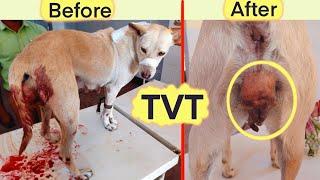 Transmissible Venereal Tumor (TVT) in Bitch | Amazing improvement  | Chemotherapy | @Vetstudy