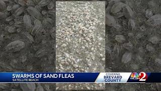 Thousands of sand fleas seen crawling on Florida beach