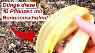 10 Pflanzen, die Bananenschalen als Dünger lieben [unbedingt mal ausprobieren!]