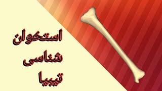 استخوان شناسی استخوان تیبیا | آناتومی اندام تحتانی | پرشین آناتومی