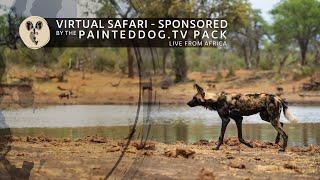 LIVE Safari Sponsored by the Painteddog.tv Pack | 20 November 2024