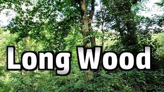 Long Wood on the Dart Trail - a Woodland Walk in Devon