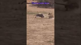 Warthog escapes from Lioness #youtube #warthog #lioness #amazingfacts #ytshorts #ytviral #shorts