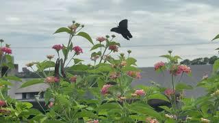 A calm afternoon in the roof garden with my feathered friends | BCC8