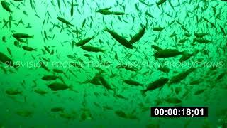 Sebastes emphaeus and Sebastes flavidus stock footage 4K