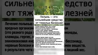 Полынь #рекомендации #полынь #травы