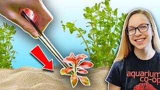 Beginner's Guide: How to Plant Live Aquarium Plants